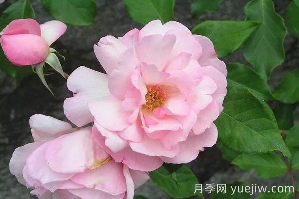 中國月季四大老種，你識得幾個？(圖6)