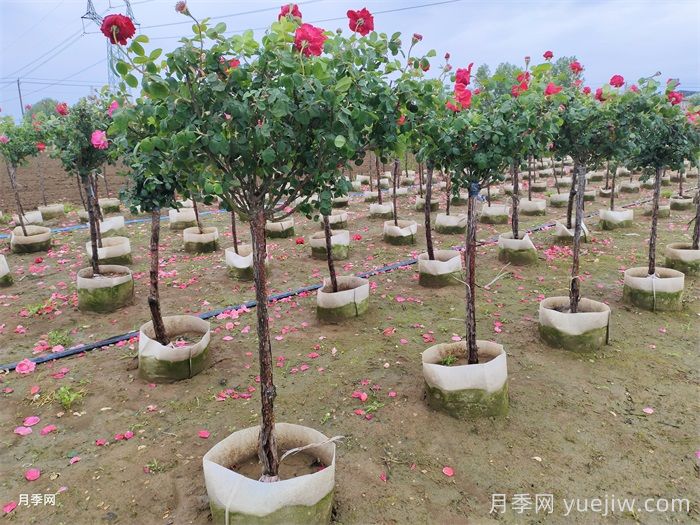 地上缽樹狀月季/月季樹容器苗(圖5)