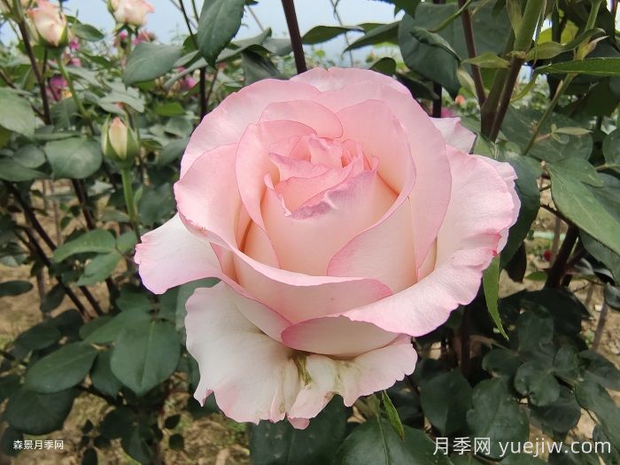 朱米莉亞月季/艾莎月季/愛(ài)莎玫瑰(圖2)