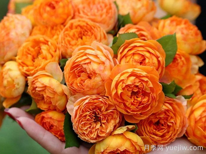 蜂蜜焦糖月季(圖1)
