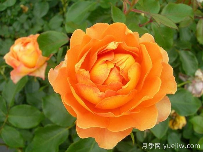 蜂蜜焦糖月季(圖2)
