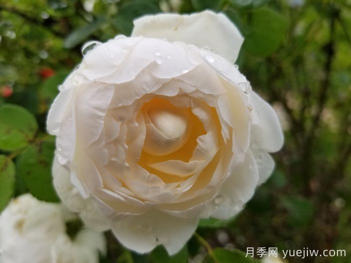 格拉姆斯城堡月季(圖1)