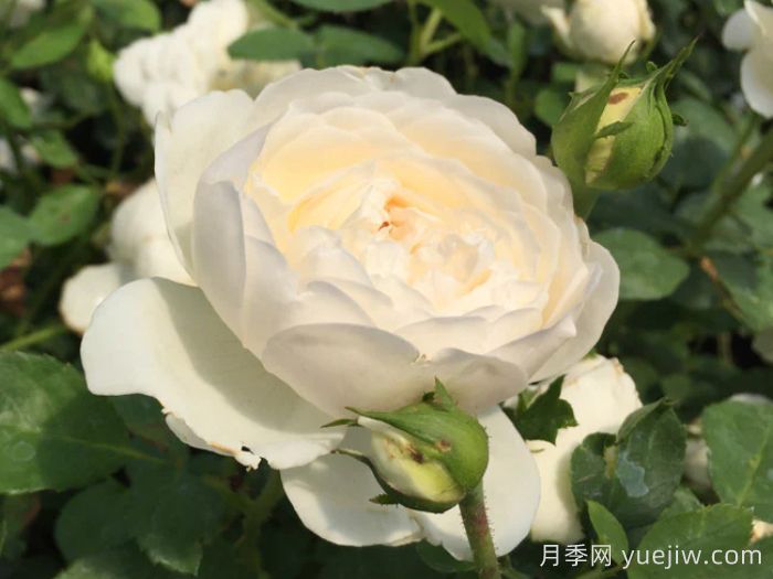 格拉姆斯城堡月季(圖3)