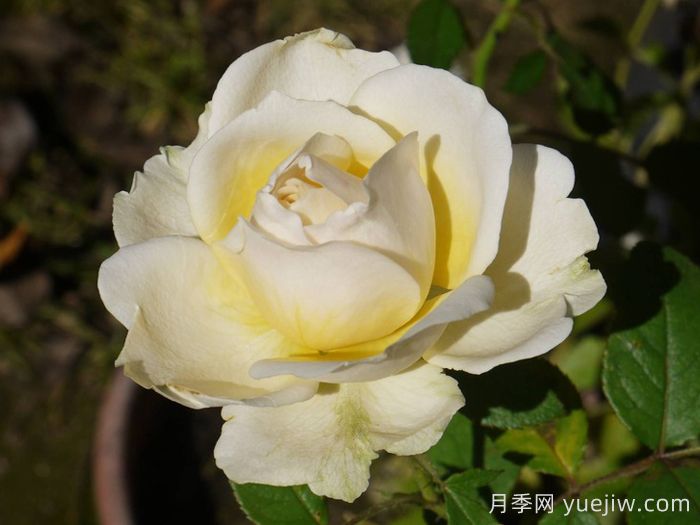 無(wú)限永遠(yuǎn)月季/英菲尼迪(圖2)