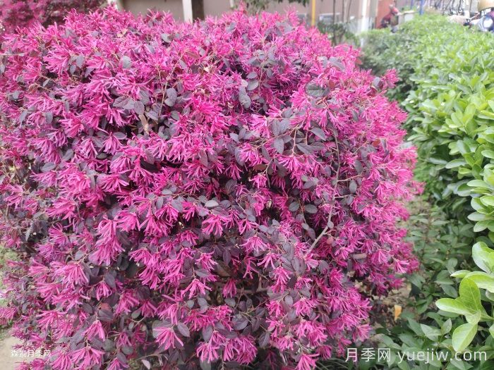 紅花繼木/紅花檵木(圖2)