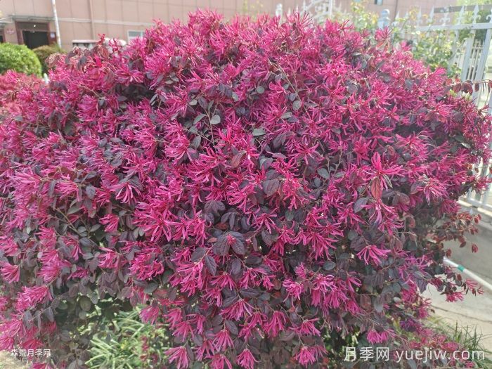 紅花繼木/紅花檵木(圖3)