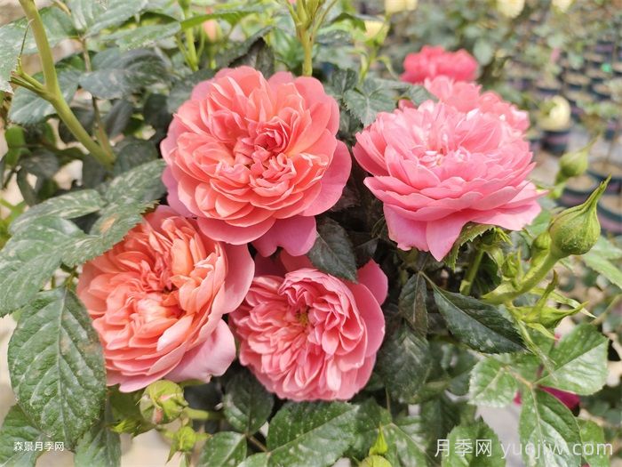 紅果汁月季/紅色果汁陽臺(tái)/血橙(圖1)