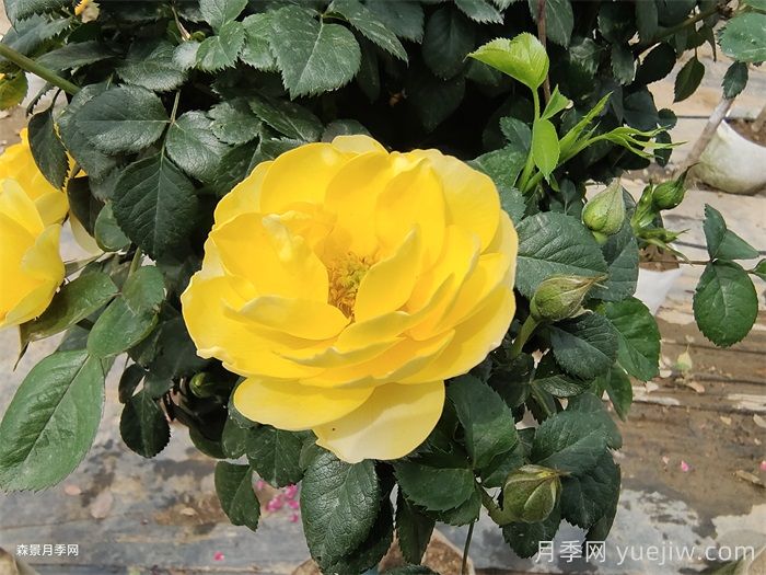 黃果汁月季/黃色果汁陽臺(tái)/檸檬果汁(圖2)