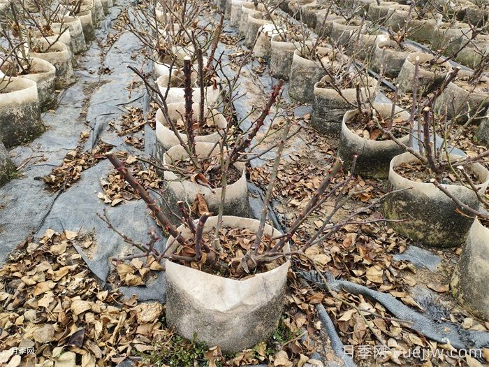 月季花冬天能耐寒零下多少度？(圖1)