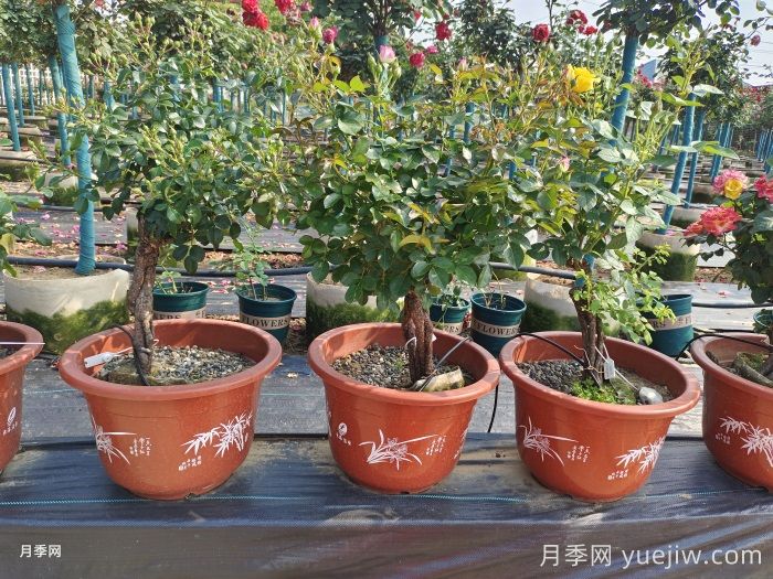 盆景月季/盆景樹狀月季(圖4)