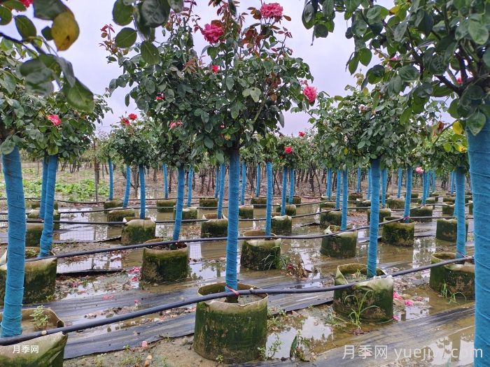 樹狀月季的形態(tài)特征和生態(tài)習(xí)性是什么？(圖1)