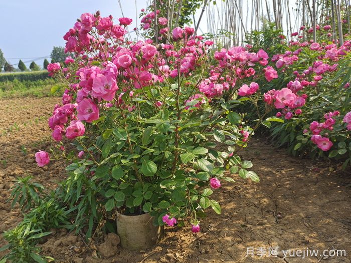 月季花多久澆一次水***合適？(圖1)