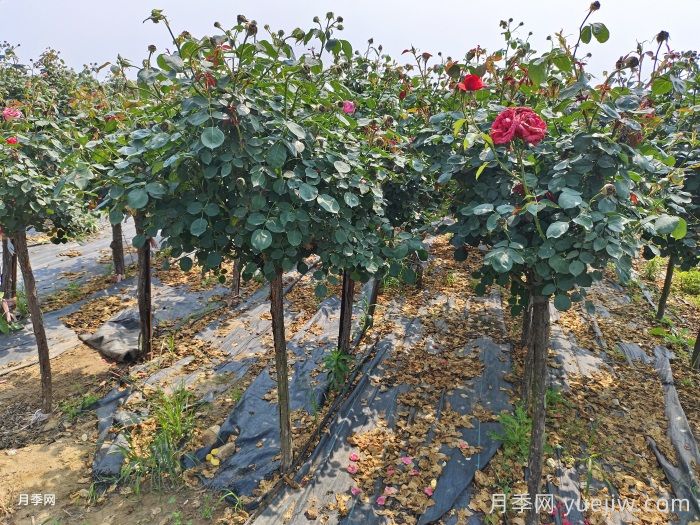 河北保定定州市的月季批發(fā)價格(圖2)