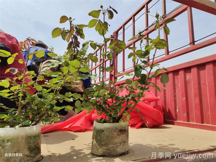 河北保定定州市的月季批發(fā)價格(圖4)