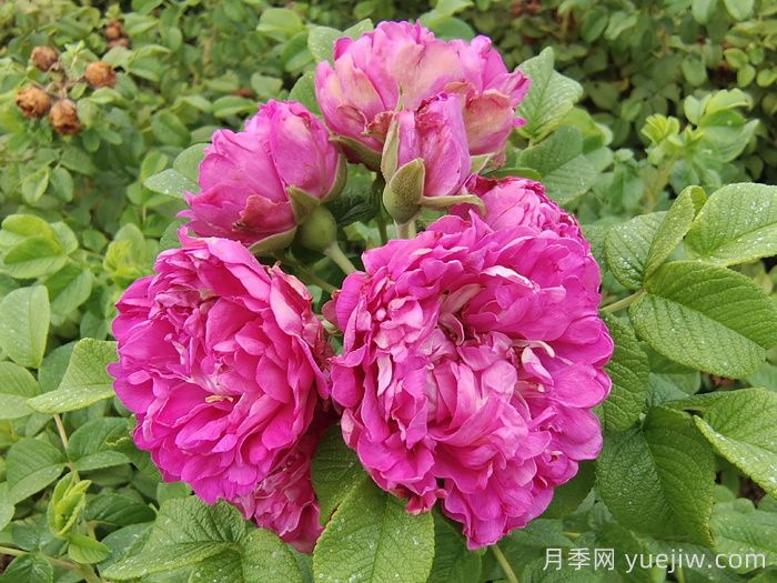 四季玫瑰/紫枝玫瑰/平陰二號(圖4)