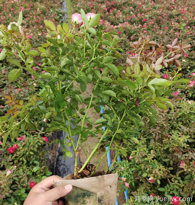 讓光桿月季快速發(fā)芽的方法(圖1)