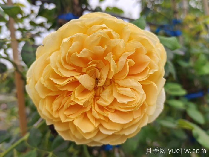 藤爬月季有哪些優(yōu)秀品種？(圖2)