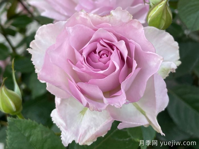 露凝香月季(圖3)