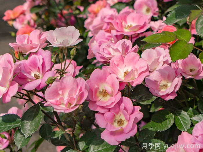 西子煙雨月季(圖4)