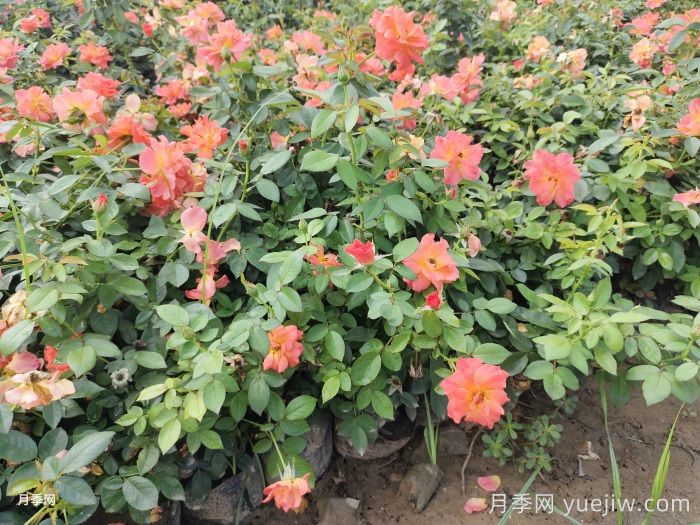 月季苗小不要緊，教你半年長(zhǎng)成兩加侖開(kāi)爆花(圖1)