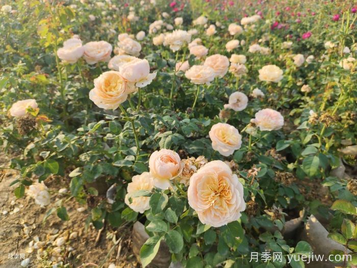月季苗小不要緊，教你半年長(zhǎng)成兩加侖開(kāi)爆花(圖3)