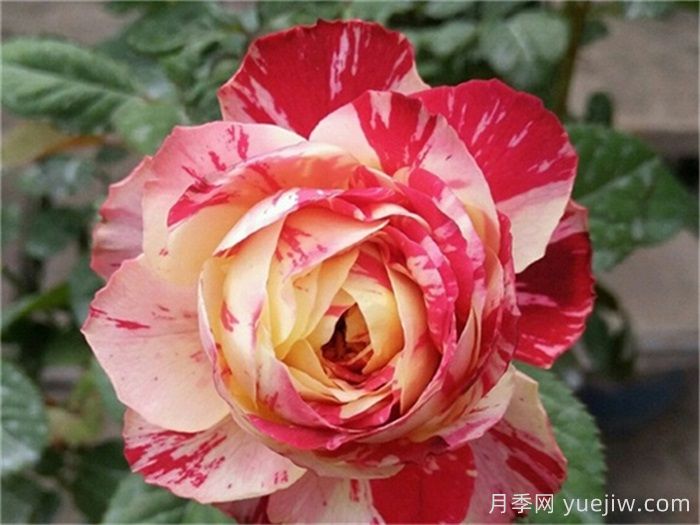 推薦6款條紋月季品種，別致美麗吸引眼球(圖2)