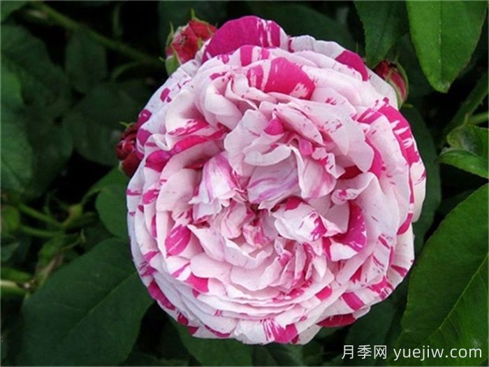 推薦6款條紋月季品種，別致美麗吸引眼球(圖3)