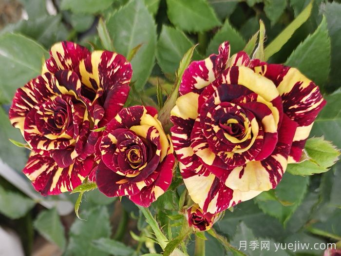 推薦6款條紋月季品種，別致美麗吸引眼球(圖4)