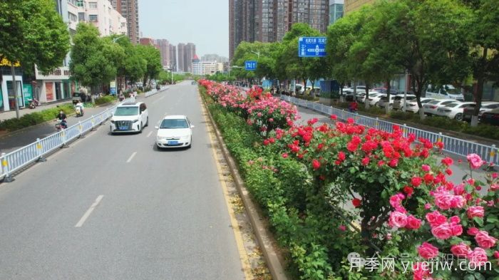 第三屆世界月季博覽會，南陽寶藏月季花打卡點(圖1)