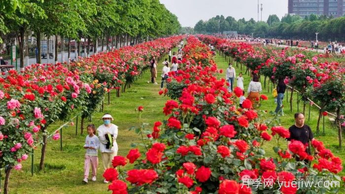 第三屆世界月季博覽會，南陽寶藏月季花打卡點(圖2)
