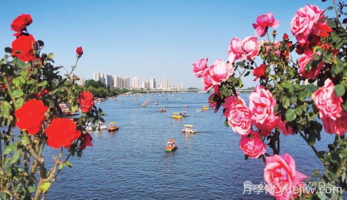 第三屆世界月季博覽會，南陽寶藏月季花打卡點(圖3)