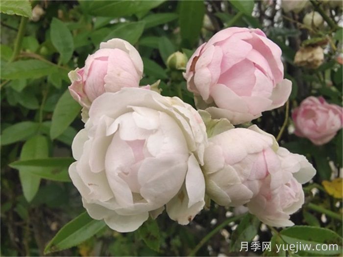 月季花長蟲子可以撒石灰嗎？(圖1)