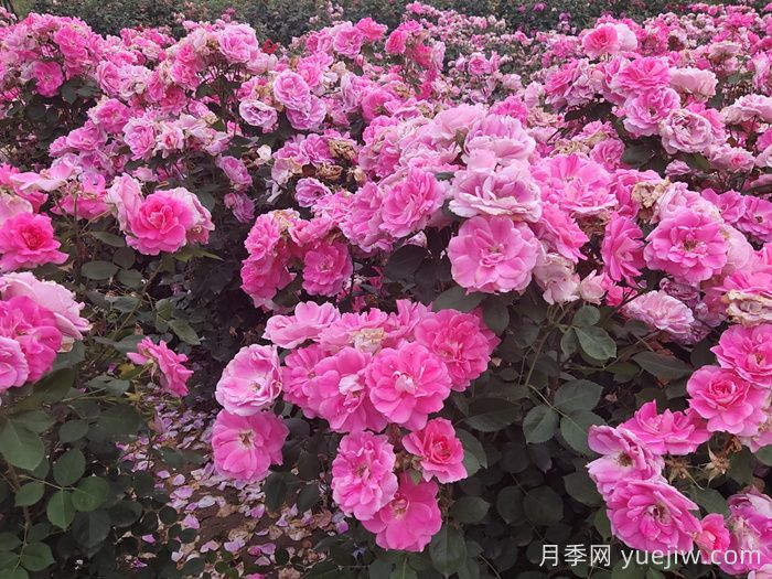 **波春花不標準？這些因素或是罪魁禍首(圖2)