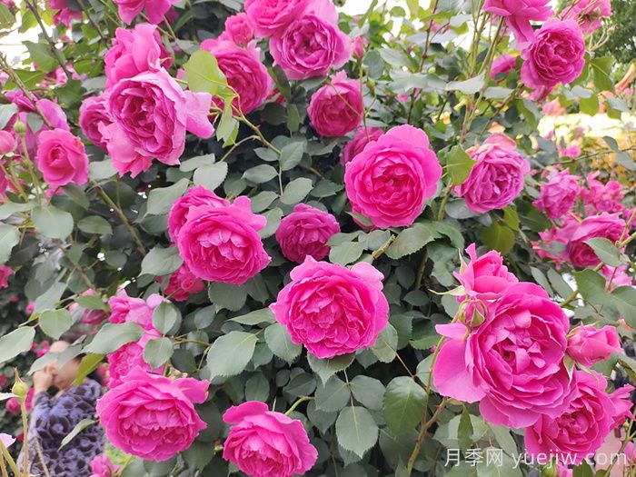 月季不開(kāi)花到底是為什么？月季爆花教程(圖1)