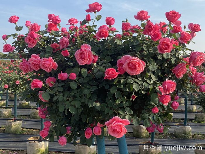 月季不開(kāi)花到底是為什么？月季爆花教程(圖2)