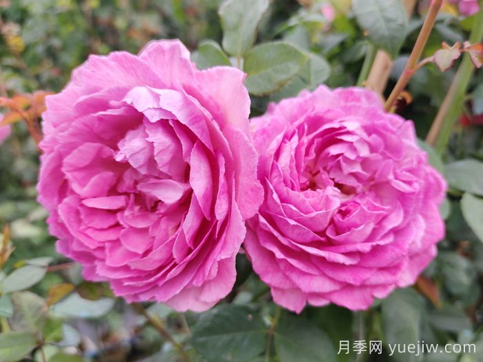 月季象征著怎樣的含義？(圖1)