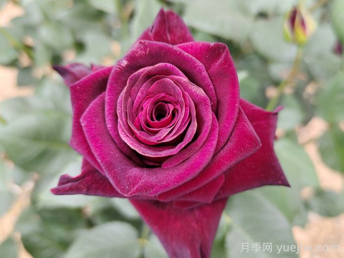 不同顏色月季花代表的含義？(圖1)