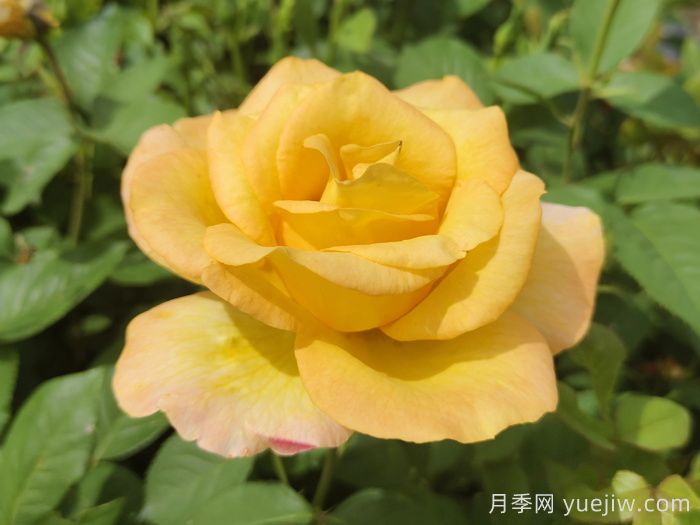 不同顏色月季花代表的含義？(圖3)