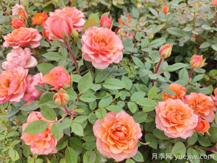 月季花品種到底有多少？(圖1)