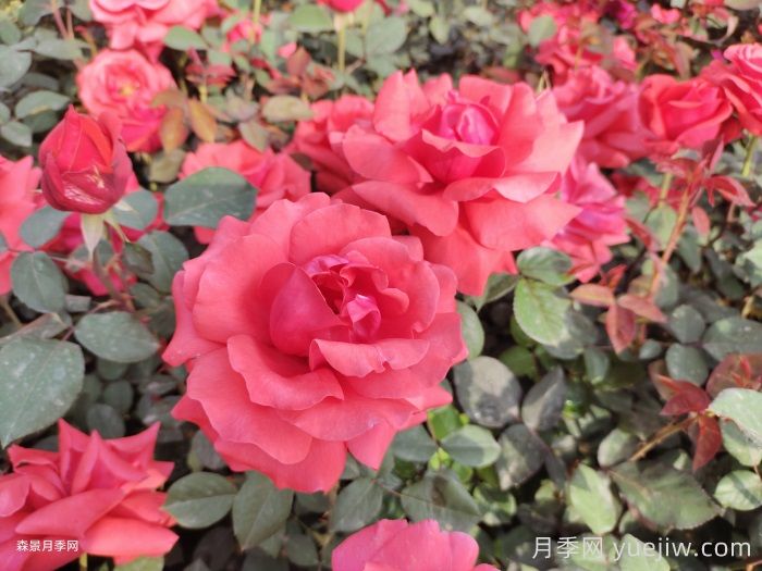 月季花在中國(guó)有哪些受歡迎的品種？(圖1)