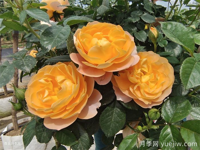 花期長(zhǎng)且好養(yǎng)的月季有哪些？(圖1)