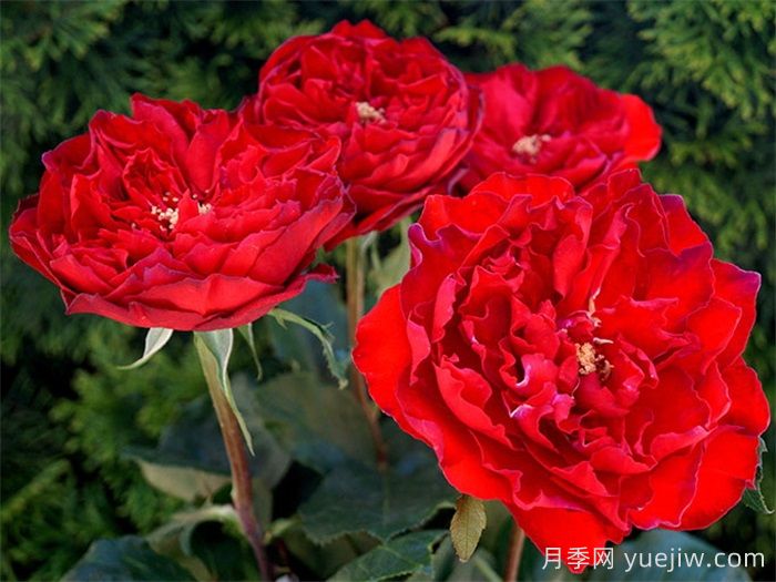 紅蘋果月季和紅舞裙月季有什么區(qū)別？(圖2)