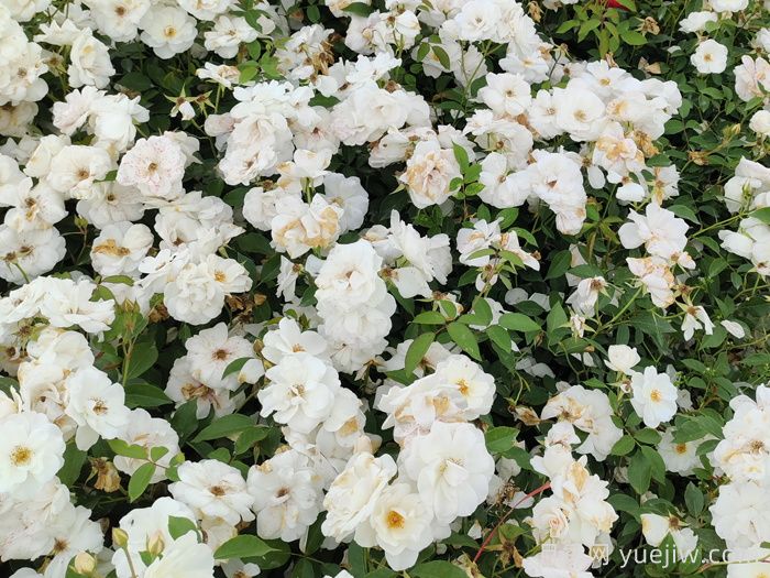 新疆可以種植哪些月季花品種？(圖1)