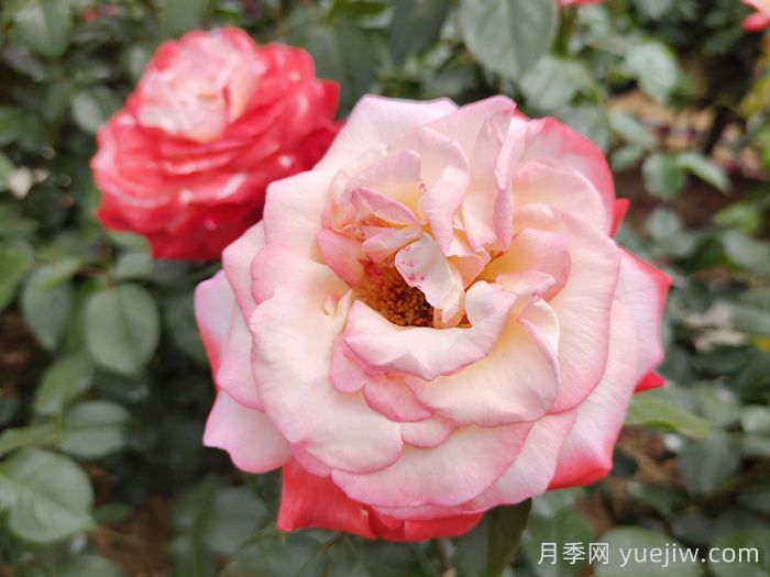 月季花在高溫環(huán)境下如何養(yǎng)護(圖1)