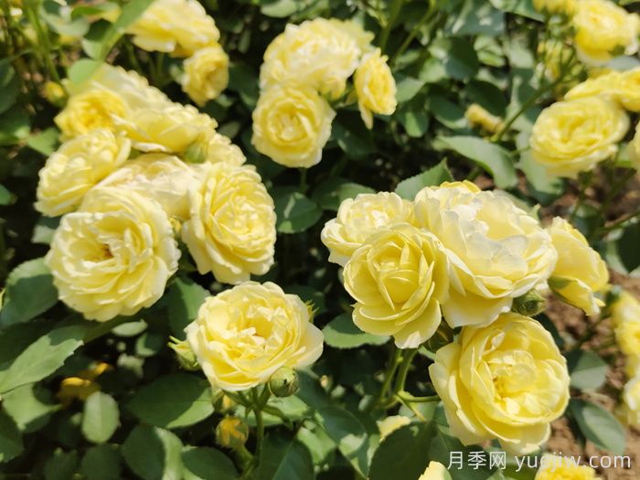 給月季花澆水時要避免澆到哪些部位？(圖1)
