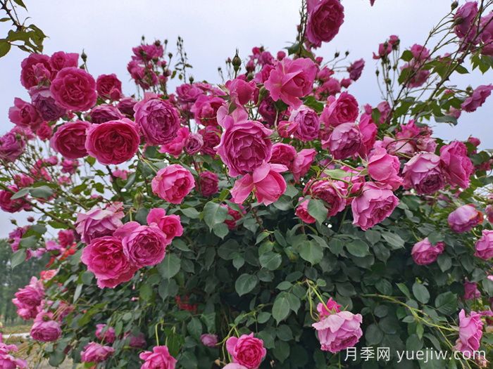 月季有紅蜘蛛用什么藥防治效果好？(圖1)