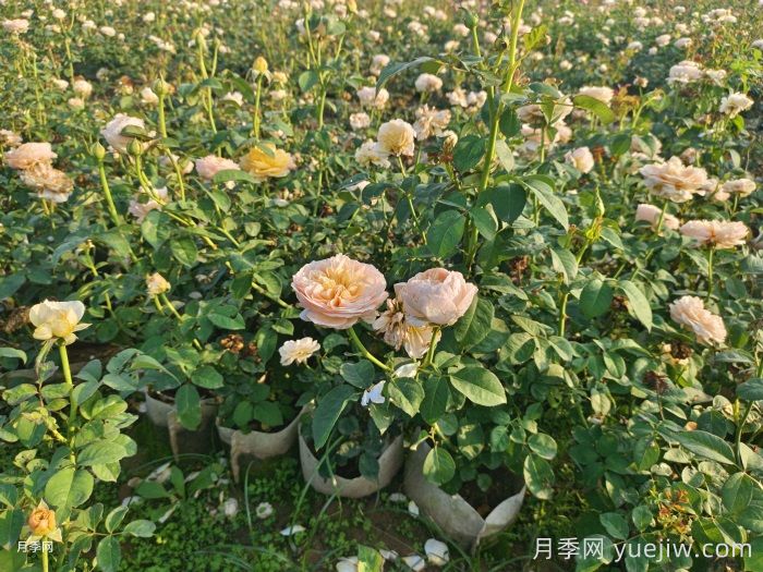 剛買來的月季葉黃脫落怎么辦？(圖1)