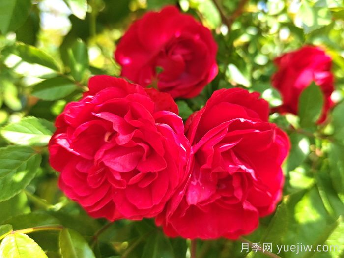 紅木香月季和夏令營月季有什么區(qū)別？(圖1)
