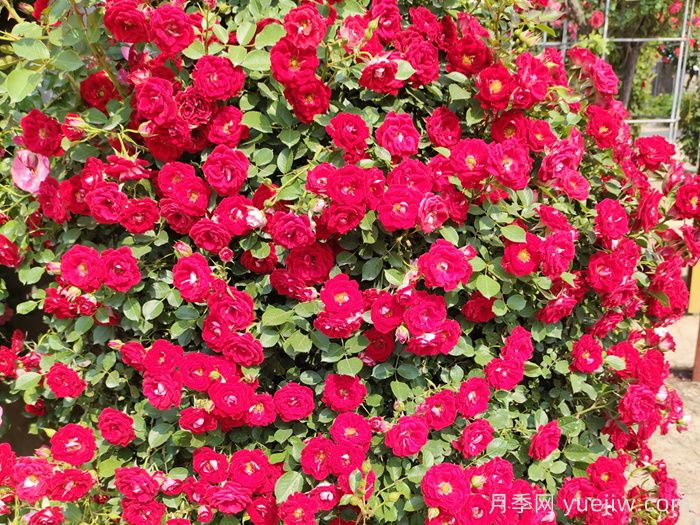 紅木香月季和夏令營月季有什么區(qū)別？(圖2)