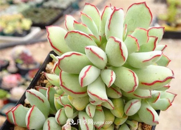 巧克力線，多肉植物(圖1)